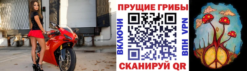 Галлюциногенные грибы Psilocybine cubensis  Купить  Армянск 